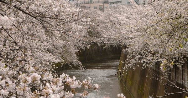 A canal in Tokyo lined with cherry blossom trees in full bloom in spring.